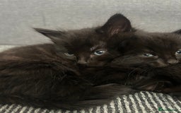 Domestic Shorthair cats for sale: Beautiful confident kittens - Image 5