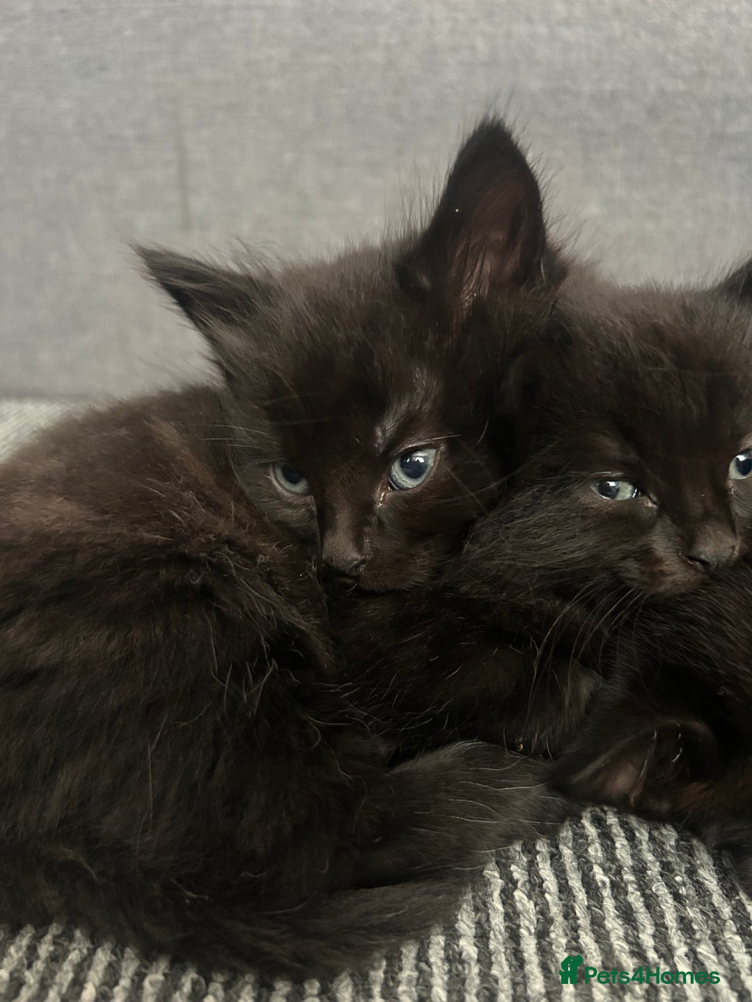 Domestic Shorthair cats for sale: Beautiful confident kittens - Image 5