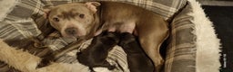 Staffordshire Bull Terrier dogs for sale: Staffordshire Bull Terrier Puppies  - Advert 6