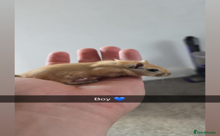 Gerbil rodents - Advert 3