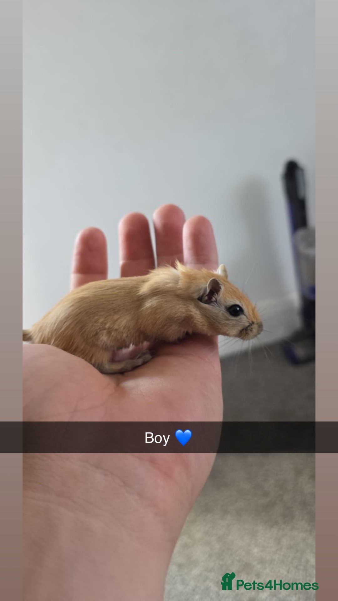 Gerbil rodents for sale: Gerbils 🐹 young for sale  - Image 1