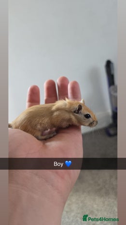 Gerbil rodents - Advert 12