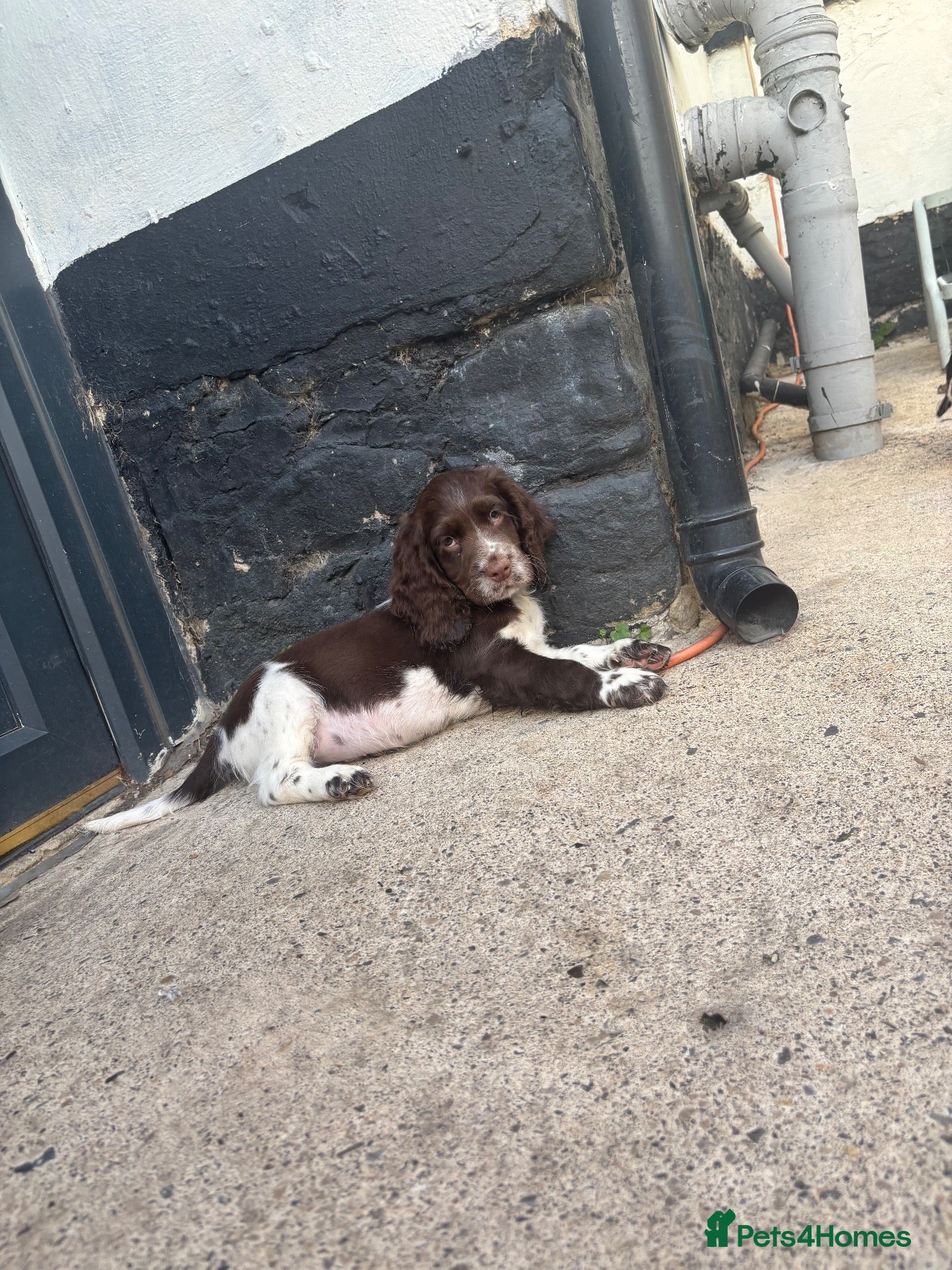 Cocker Spaniel dogs Cocker spaniel puppies  - Advert 7