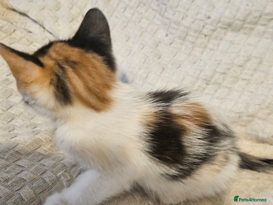 Mixed Breed cats for sale: 8 lovely kittens for sale - Image 17