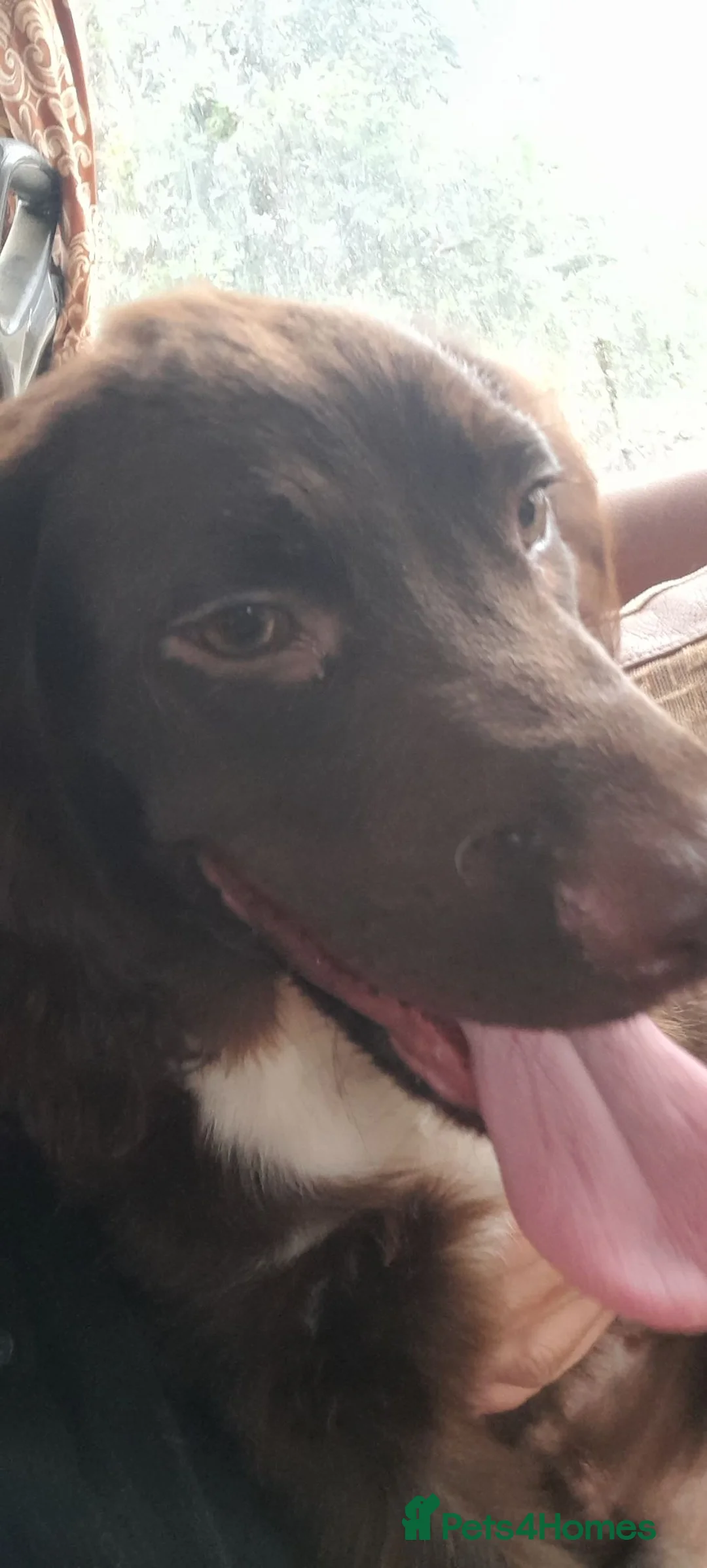 Sprocker dogs for sale: Beautiful Chocolate and Liver & White Sprockers  - Advert 6