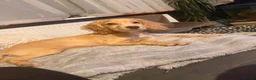 Cocker Spaniel dogs for sale: 4Month-Old Female Golden Cocker Spaniel – Coventry - Advert 5