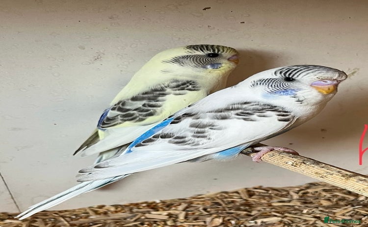 Budgerigars birds - Advert 5