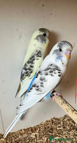 Budgerigars birds - Advert 11