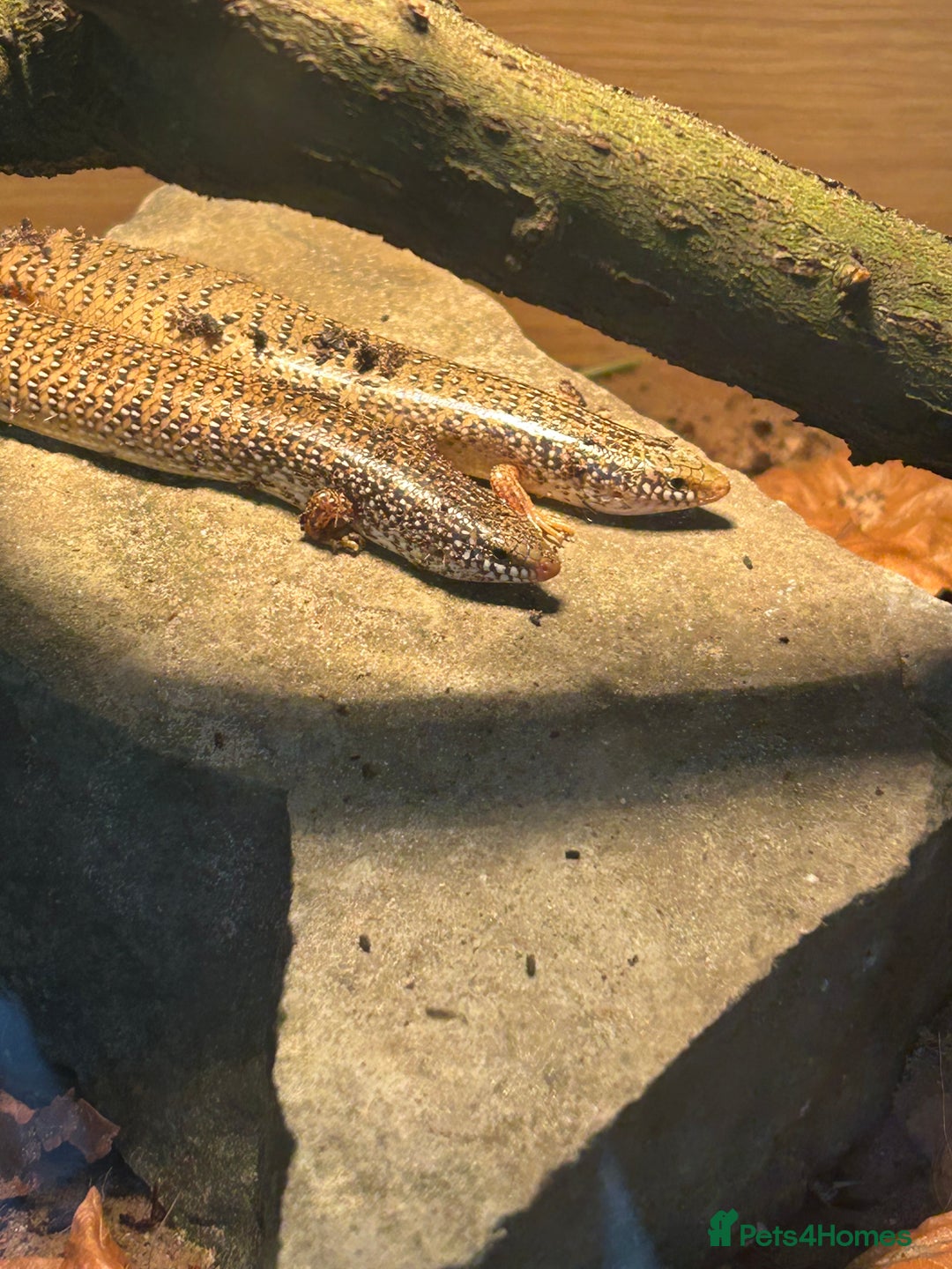 Skink reptiles for sale: Occelated Skinks - Image 3