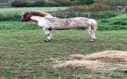 Shetland pony horses for sale: Part shetland - Advert 2