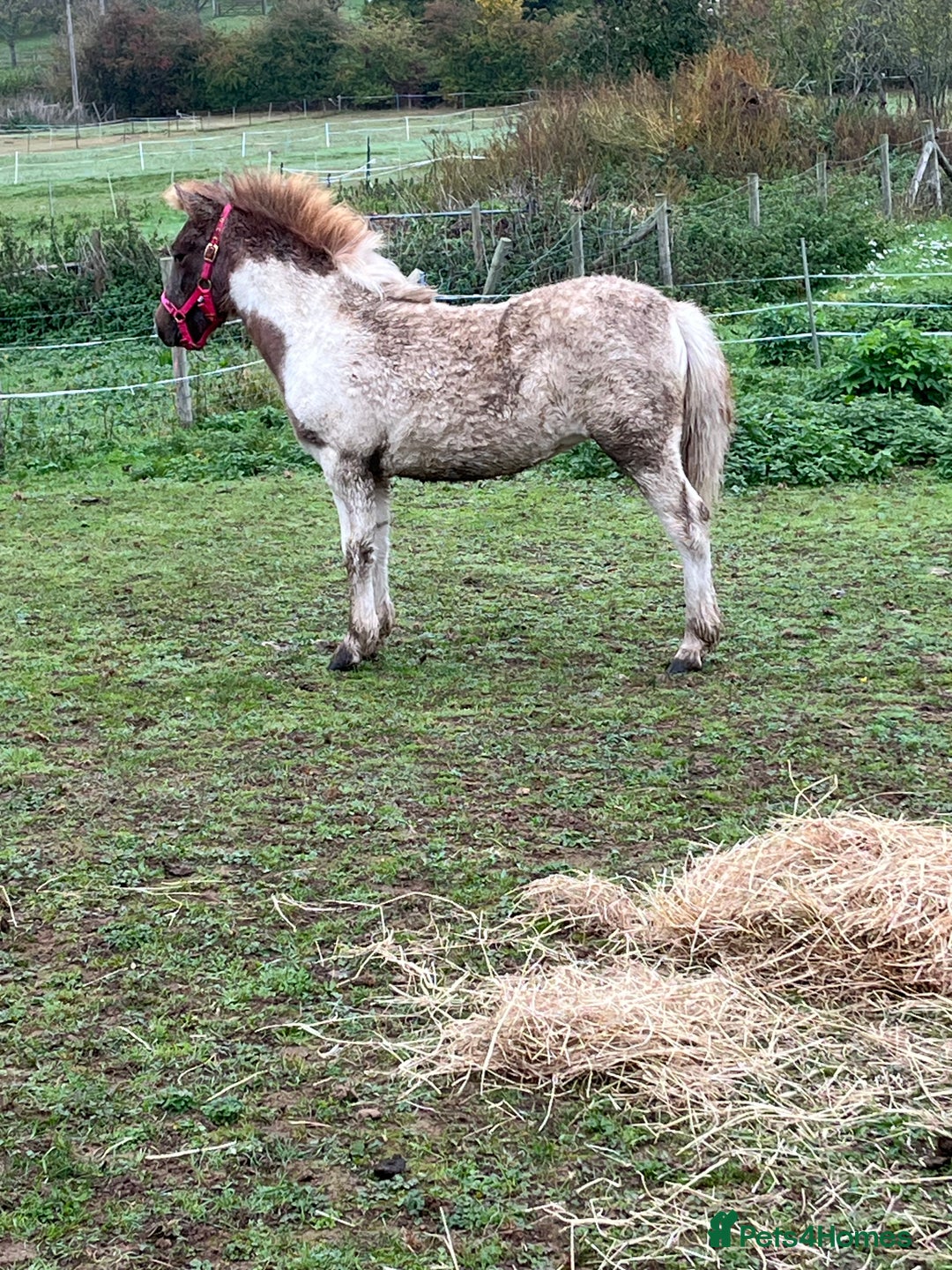 Shetland pony horses for sale: Part shetland - Advert 2