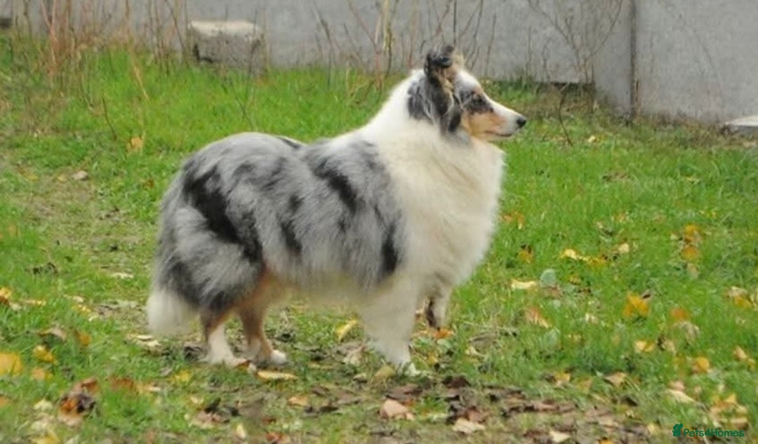 Shetland Sheepdog dogs for sale: Beautiful blue Merle boy puppy  - Advert 2