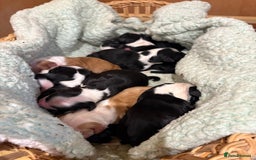 Tibetan Terrier dogs for sale: KC fully health tested exceptionally bred Tibetan  - Advert 3