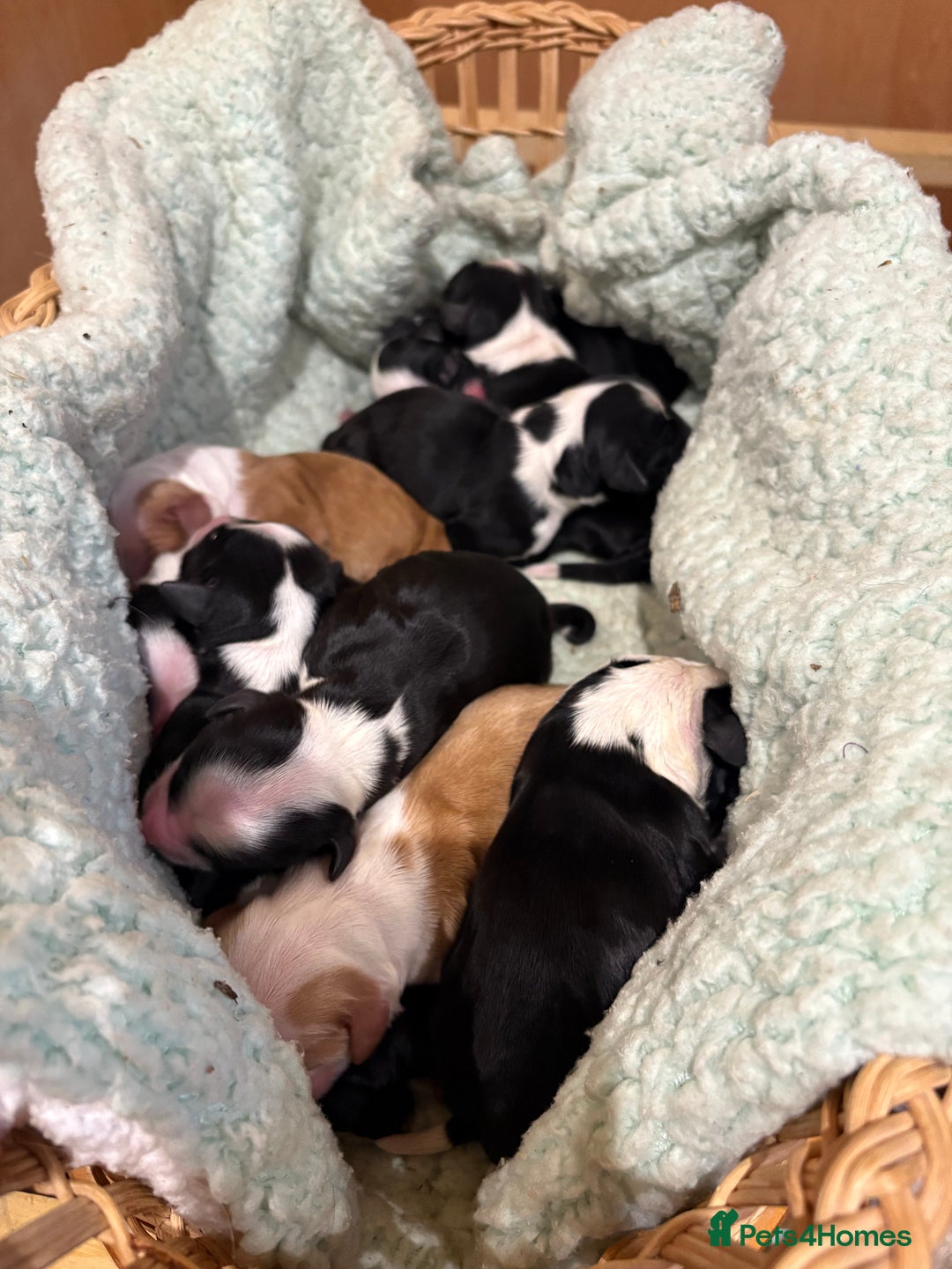 Tibetan Terrier dogs for sale: KC fully health tested exceptionally bred Tibetan  - Advert 3