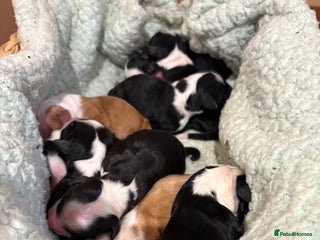 Tibetan Terrier dogs KC fully health tested exceptionally bred Tibetan - Advert 2