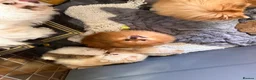 Pomeranian dogs for sale: Tiny Pomeranians  - Advert 9
