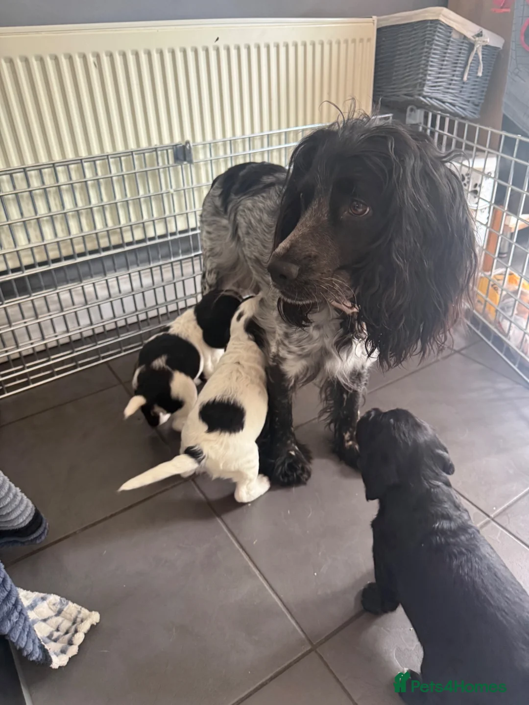 Cocker Spaniel dogs for sale: puppies cocker spaniel worker  - Advert 2