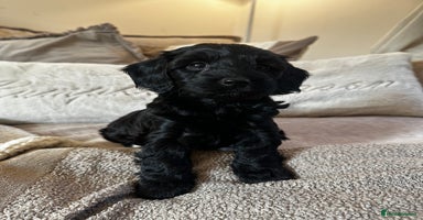 Cockapoo dogs - Advert 5