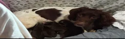 Springador dogs for sale: Chocolate Springador Puppies – Boys & Girls - Advert 23