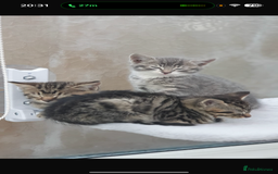 Mixed Breed cats for sale: Gorgeous kittens  - Image 6
