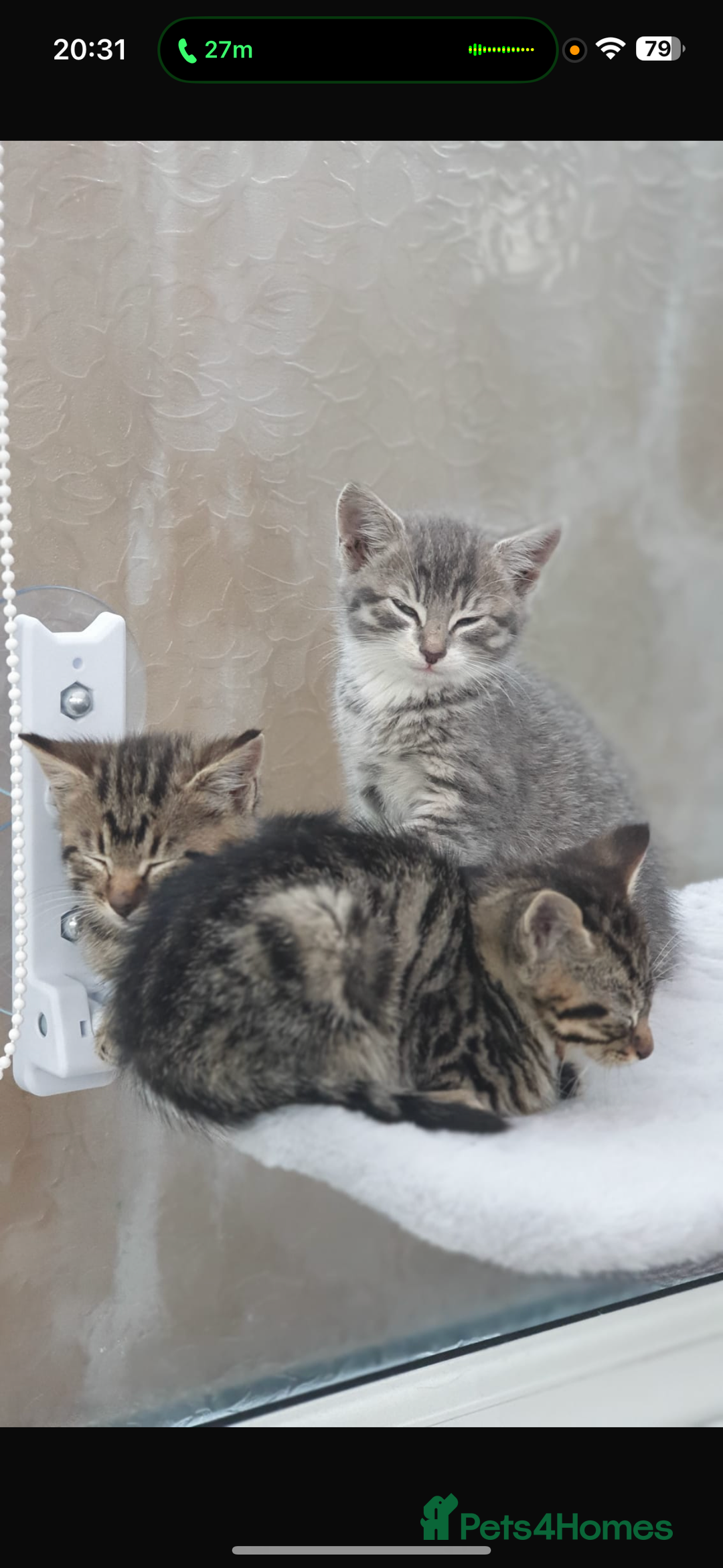Mixed Breed cats for sale: Gorgeous kittens  - Image 6