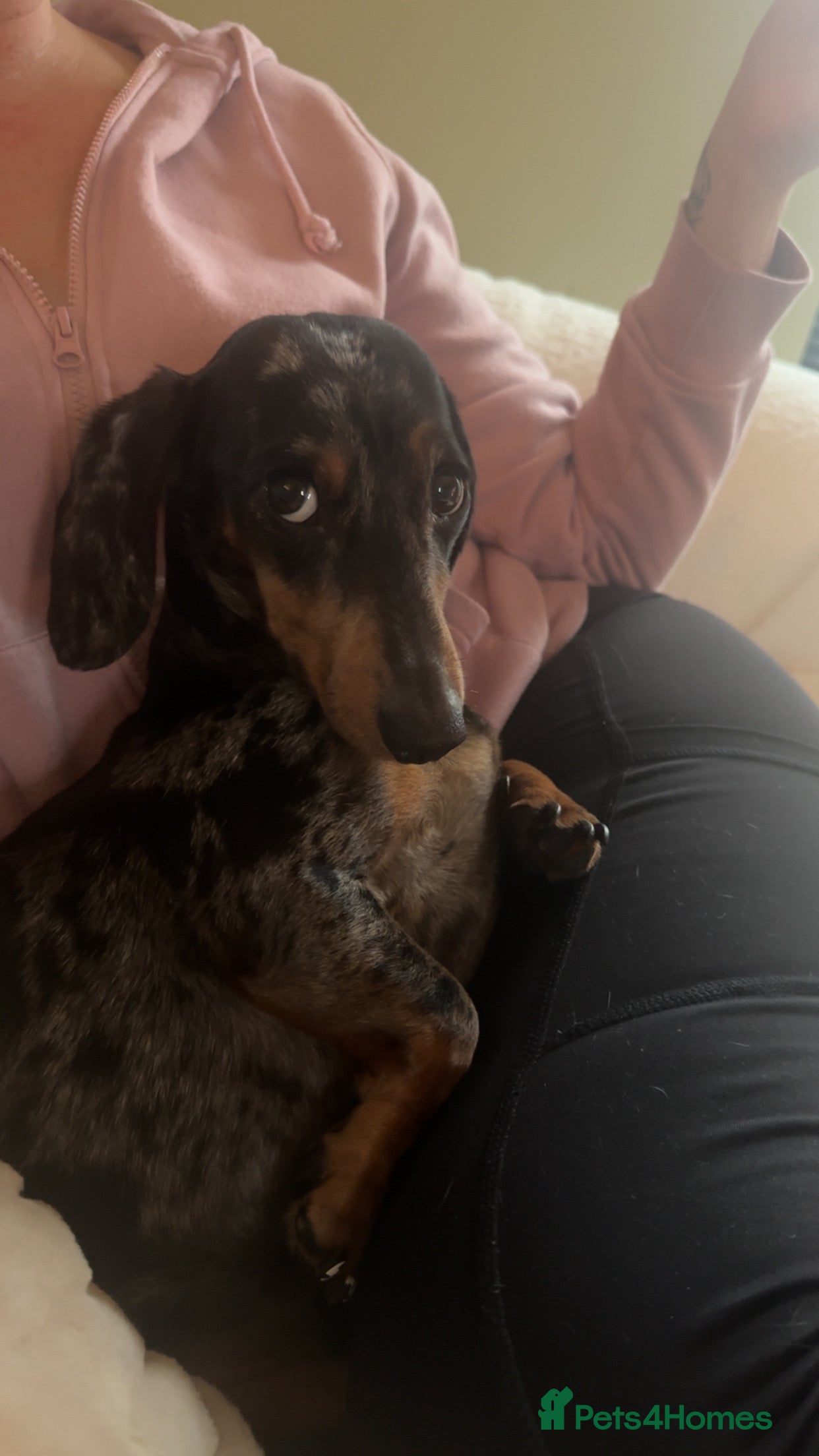 Miniature Dachshund dogs Miniature Dachshund for Rehoming - Advert 16