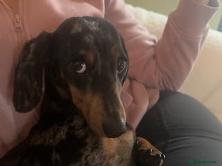 Miniature Dachshund dogs Miniature Dachshund for Rehoming - Advert 11