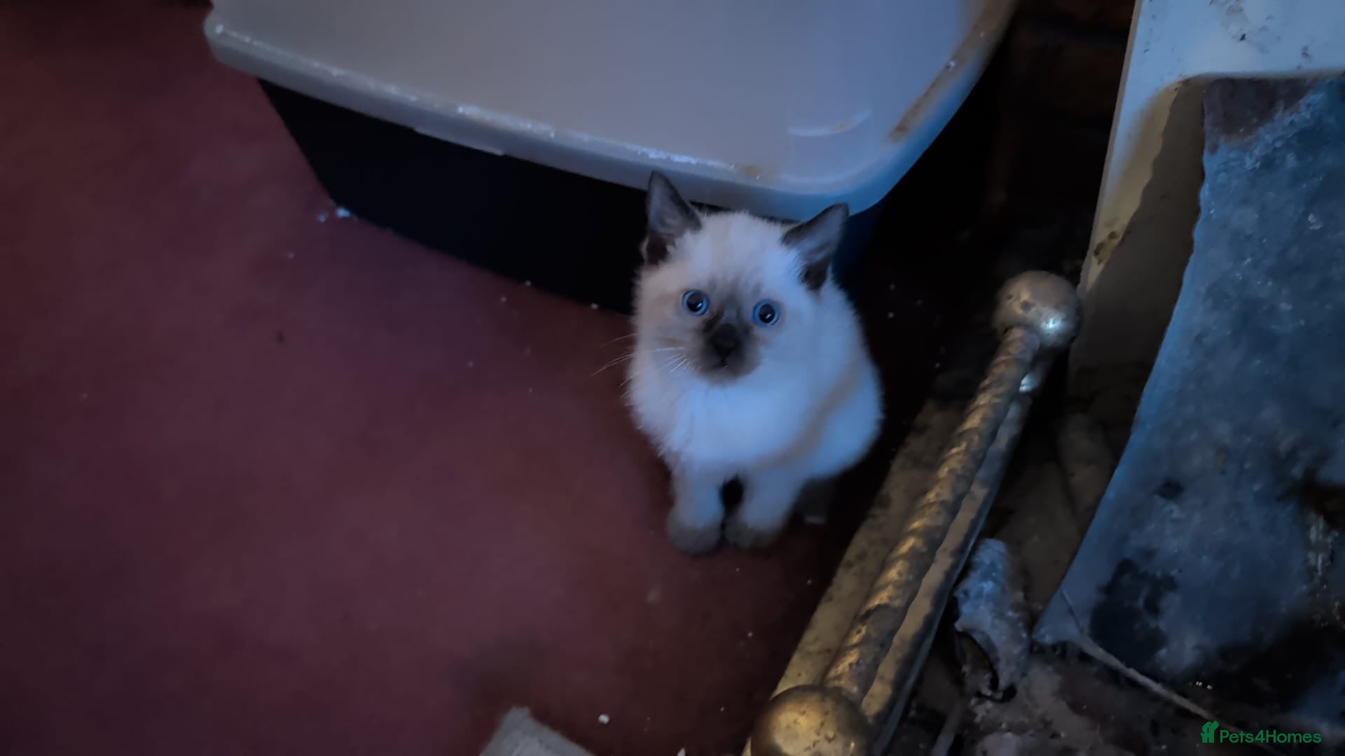 Mixed Breed cats for sale: Siamese Cross Ragdoll kittens plus black/white - Advert 18