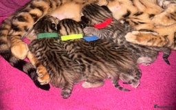 Bengal cats for sale: Stunning bengal x bsh kittens  - Advert 8