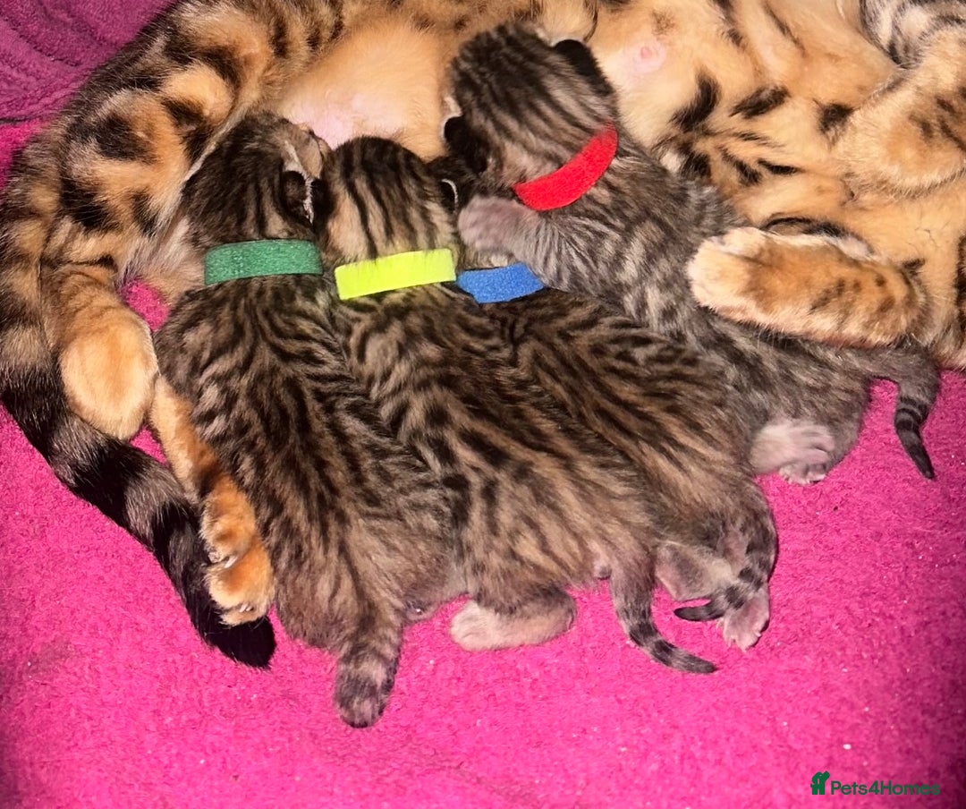 Bengal cats for sale: Stunning bengal x bsh kittens  - Advert 8