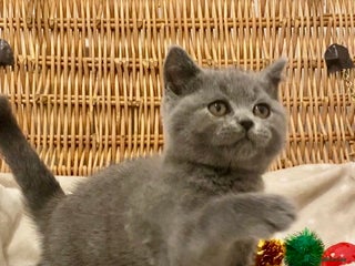 British Shorthair cats 🧸EXCEPTIONAL QUALITY PURE BREED BSH TEDDY BEARS🧸 - Advert 4