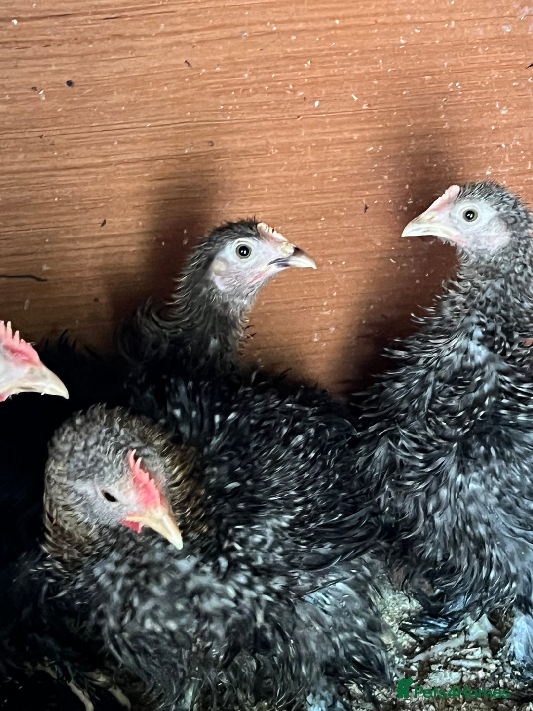 Chickens poultry for sale: Frizzle feather Bantons  - Image 7