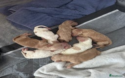 Cockapoo dogs for sale: Cockapoo puppies  - Image 11