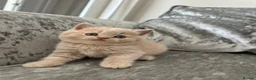 British Shorthair cats for sale: 🐻British Short & Long Hair TICA REG🐻 - Advert 4