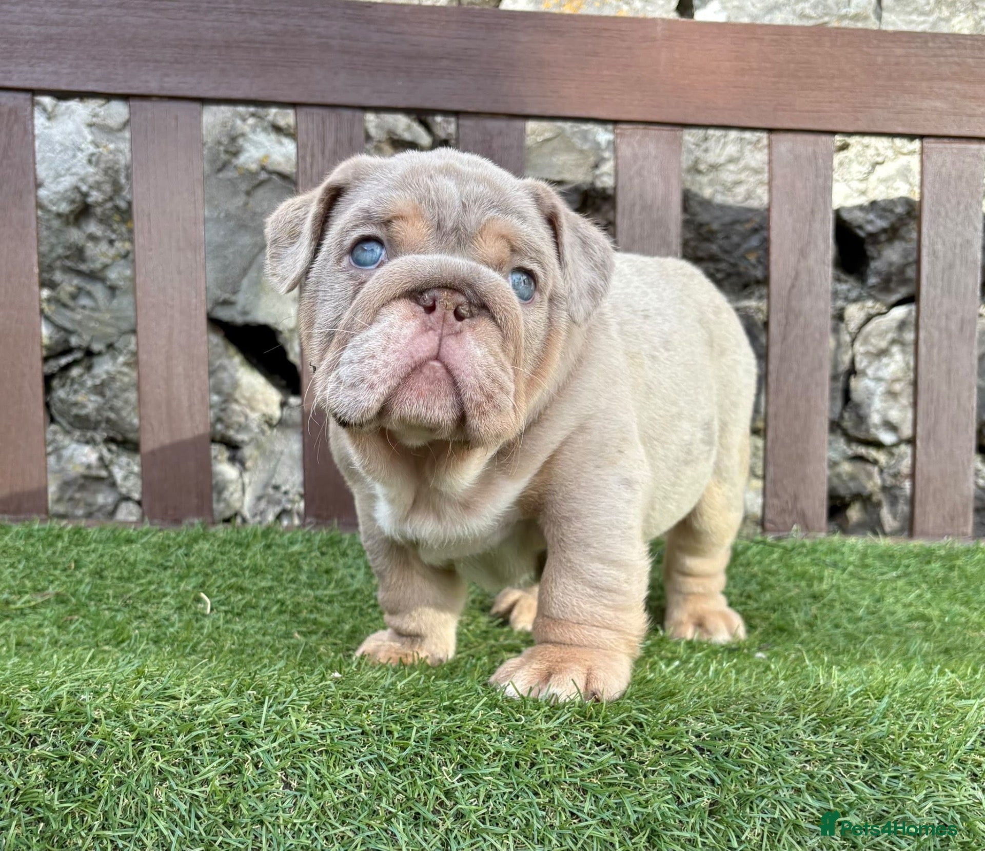 English Bulldog dogs Ready today! 3 boys left English bulldog puppies  - Advert 3