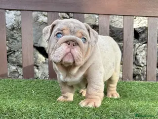 English Bulldog dogs Ready today! 3 boys left English bulldog puppies - Advert 3