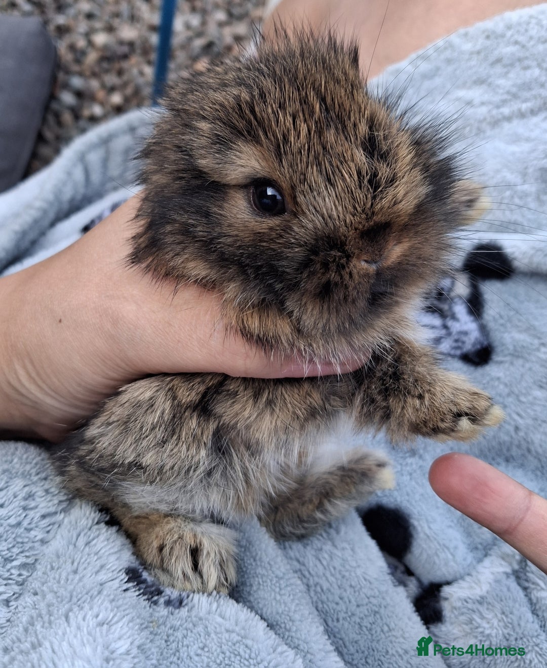 Mixed Breed rabbits for sale: Beautiful baby rabbits for sale - Image 8