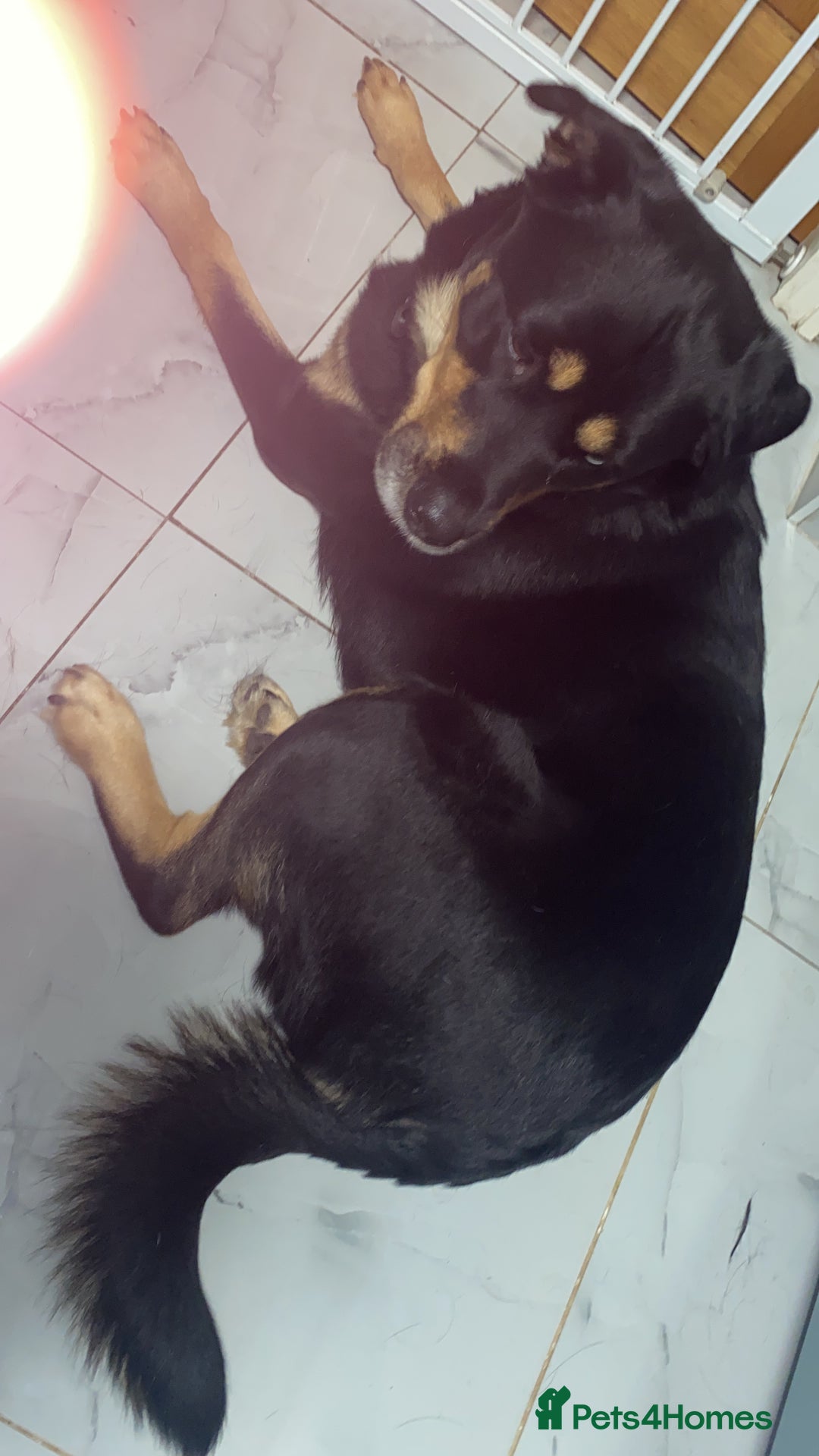 Mixed Breed dogs for sale: Blaze - Advert 3