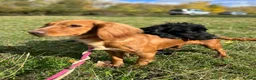 Cocker Spaniel dogs for sale: 🐾 KC Registered Working Cocker Spaniel Puppies 🐾 in Bury Saint Edmunds - Advert 19