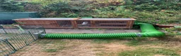 Mini Lop rabbits for sale: Betty & Pam - urgently need a new home with grass! in Warrington - Advert 4
