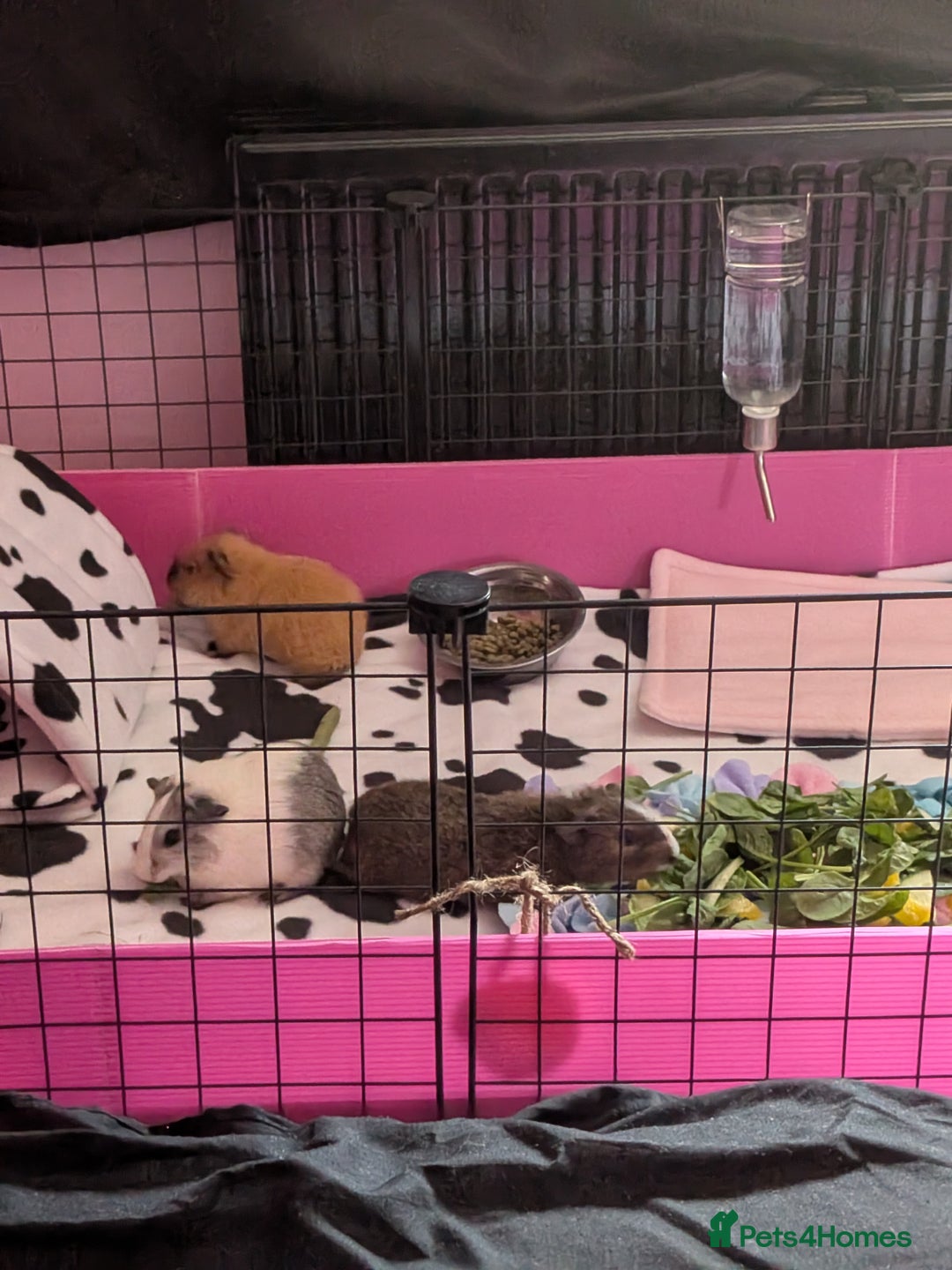 Guinea Pig rodents for sale: 3 brother guinea pigs looking for forever home - Image 3