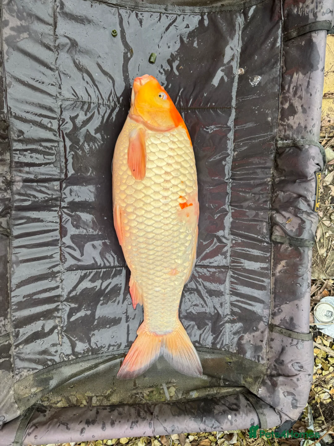 Koi Carp fish for sale: Big koi for sale  in Liverpool - Advert 1