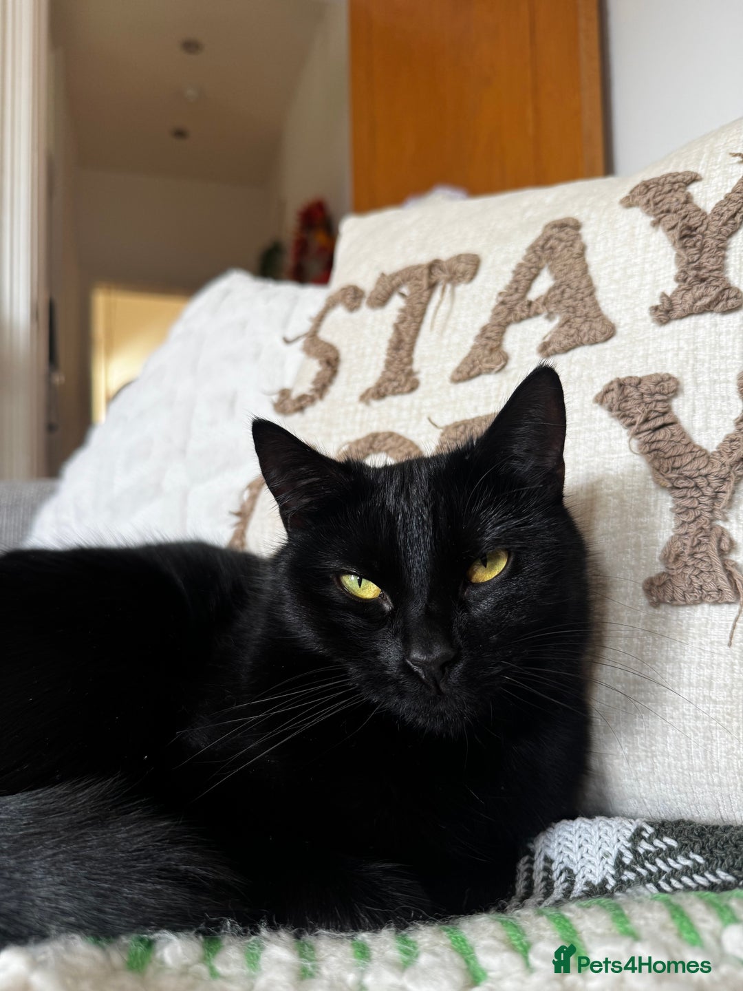 Mixed Breed cats for sale: Moggy cat ‘Florence / Flo’ - Advert 9