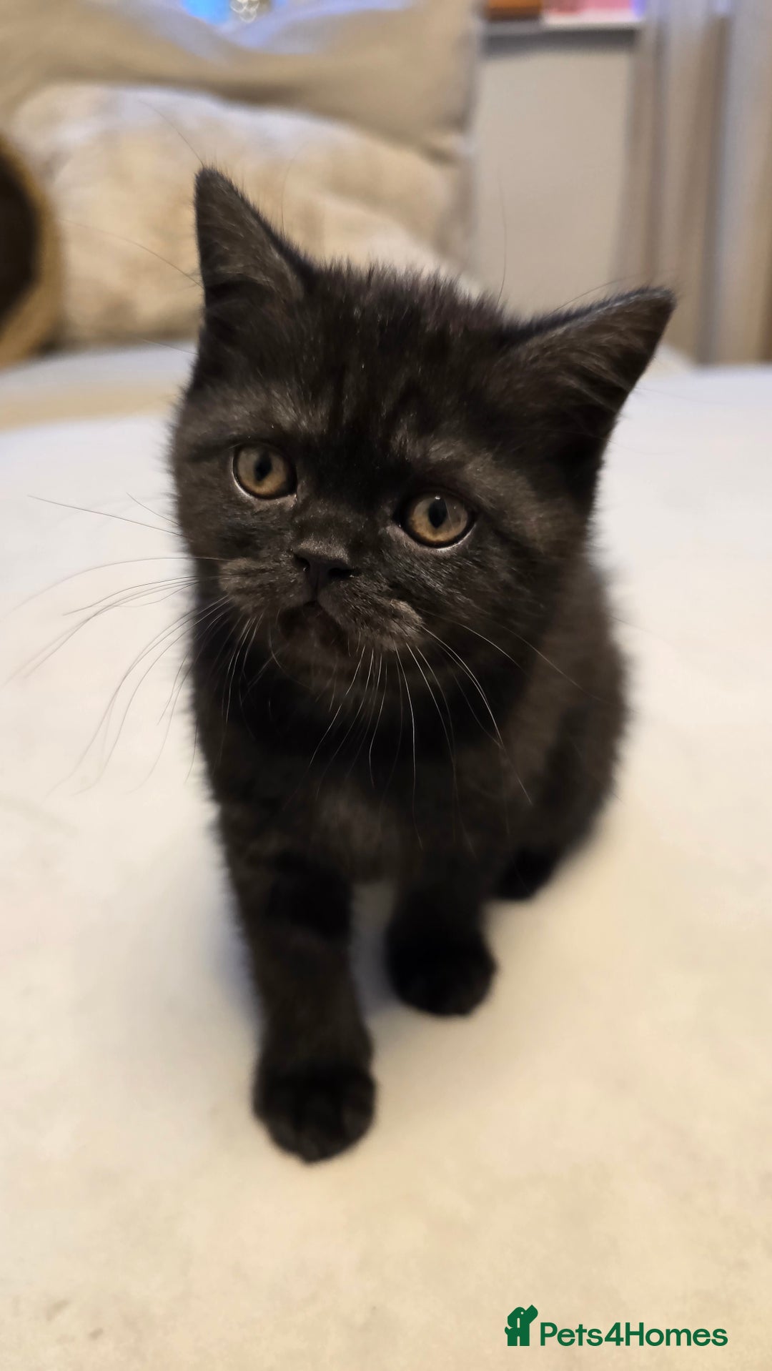 British Shorthair cats for sale: 💫RARE💫 BLACK SMOKE FEMALE & BLUE LONGHAIR MALE  - Advert 16