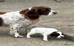 English Springer Spaniel dogs for sale: Springer spaniel puppies - Image 6