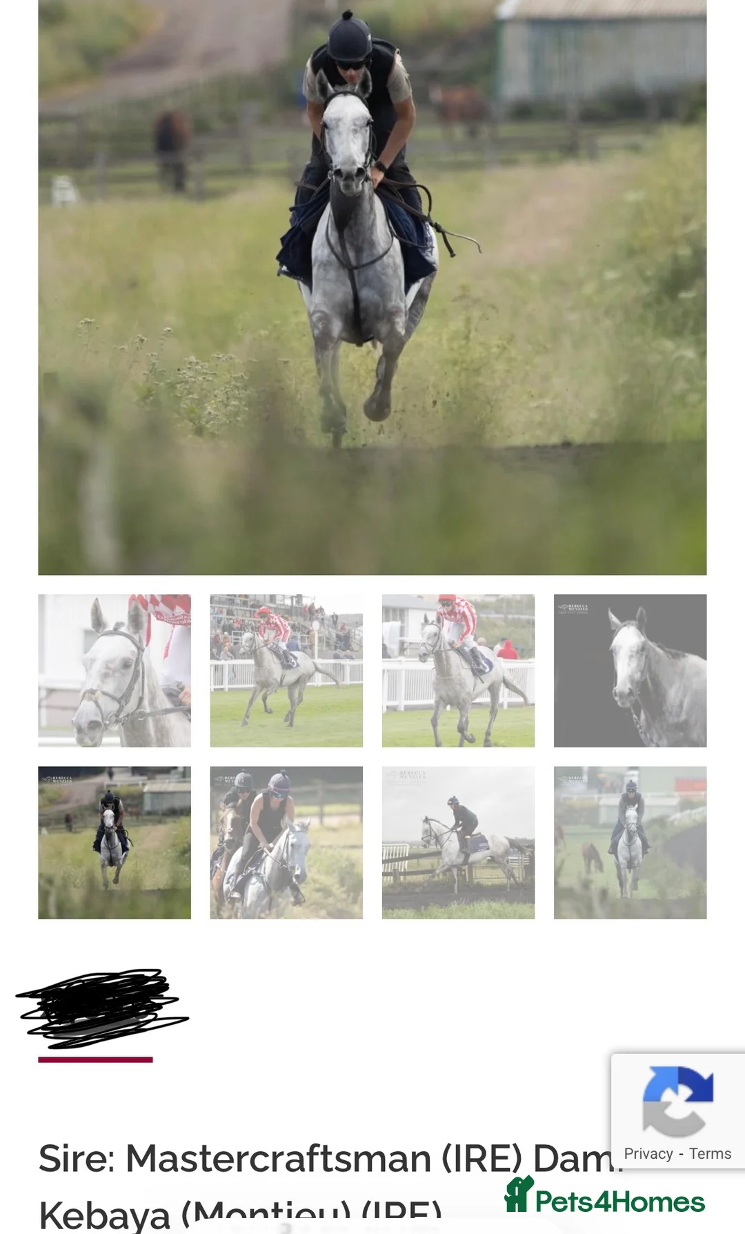 Irish Thoroughbred horses for sale: 15.2hh beautiful grey mare 7yo or broodmare  - Advert 3
