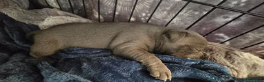 Staffordshire Bull Terrier Puppy 2