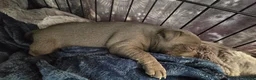 Staffordshire Bull Terrier dogs for sale: Stafordshire bull terrier  - Advert 10