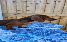 Dachshund dogs for sale: READY OUTSTANDING 2-QUALITY STANDARD RED GIRLS  in Goole - Image 4