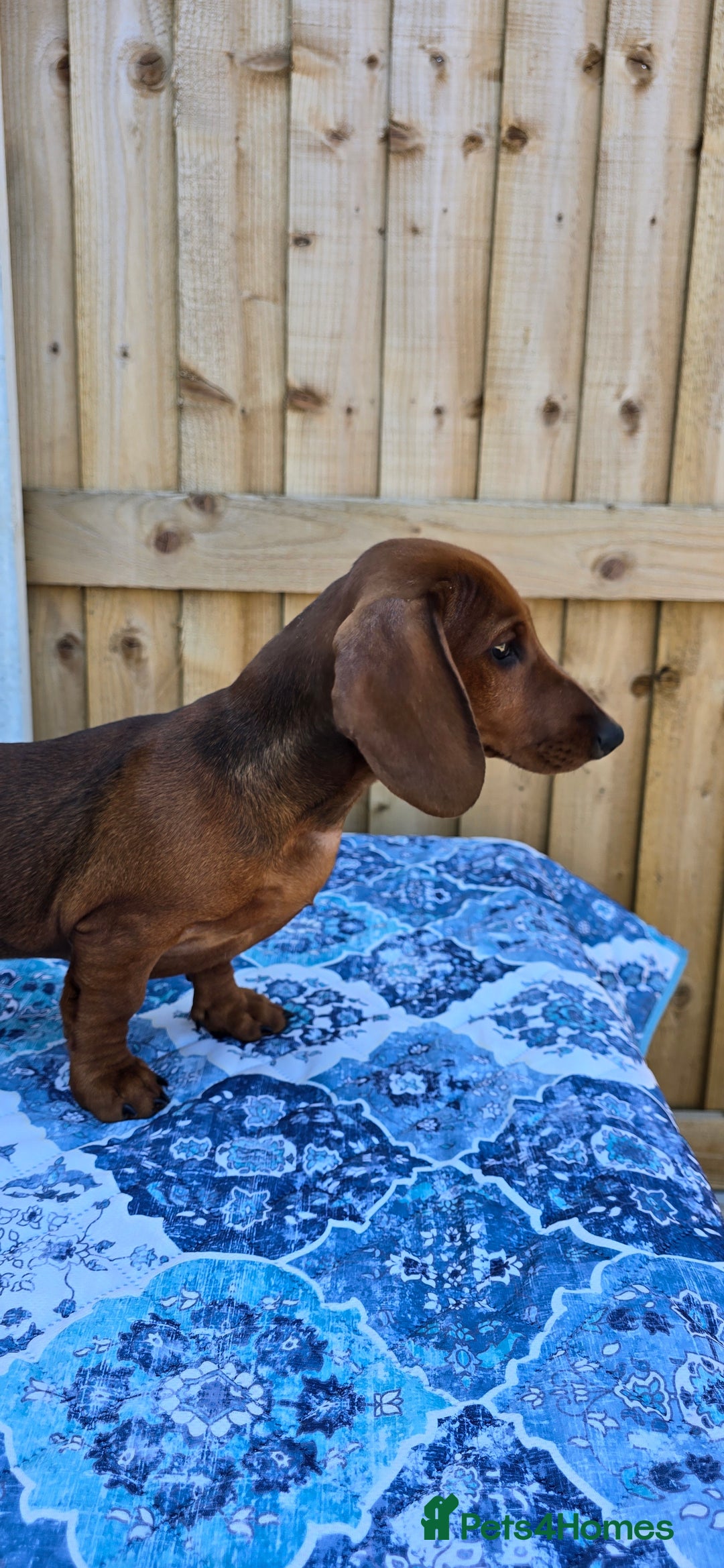 Dachshund dogs for sale: READY OUTSTANDING 2-QUALITY STANDARD RED GIRLS  in Goole - Image 4
